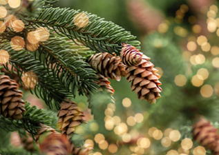 buy christmas trees in wimborne