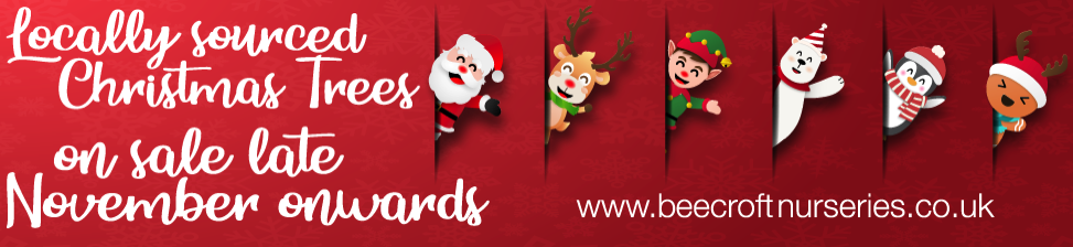 buy real christmas trees from beecroft nurseries wimborne